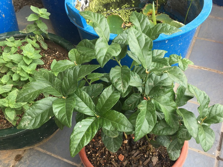 虎头茉莉 虎头茉莉