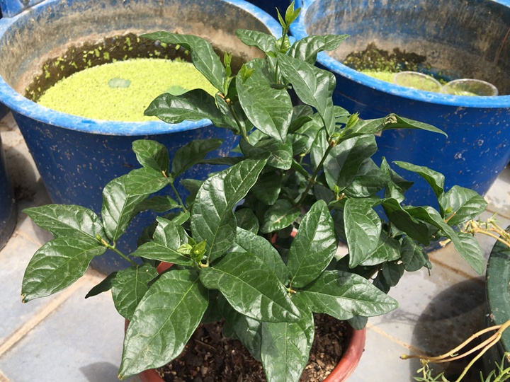 虎头茉莉的种子什么时候种比较好 虎头茉莉的种子什么时候种比较好