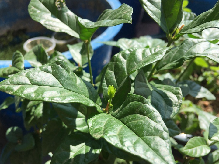 虎头茉莉的种子什么时候种比较好 虎头茉莉的种子什么时候种比较好
