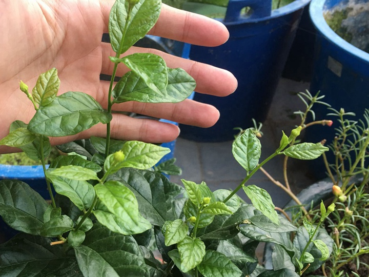 虎头茉莉的种子什么时候种比较好 虎头茉莉的种子什么时候种比较好