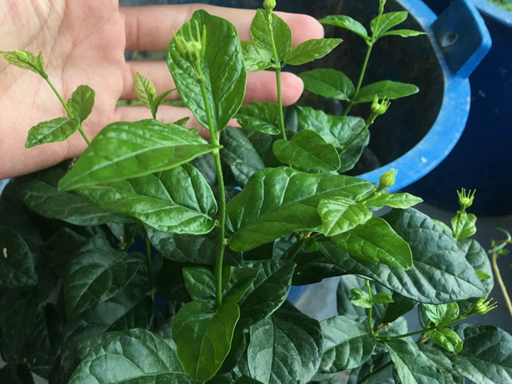 虎头茉莉怎么样才能长得快 虎头茉莉怎么样才能长得快