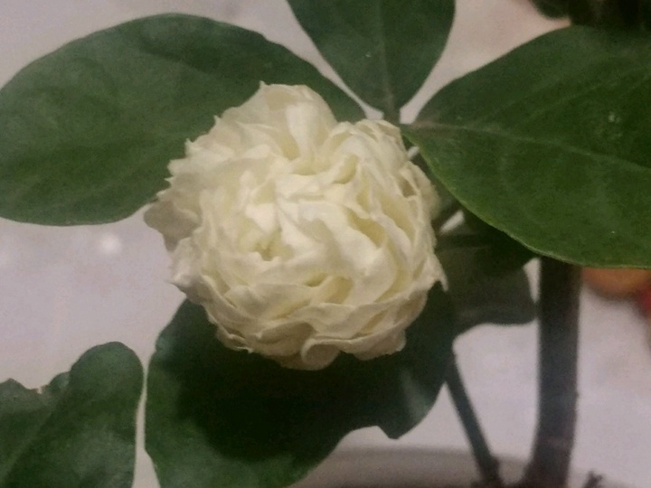 虎头茉莉怎么样才能长得快 虎头茉莉怎么样才能长得快