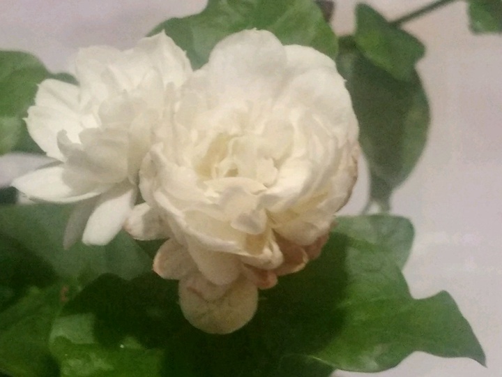 虎头茉莉怎么样才能长得快 虎头茉莉怎么样才能长得快