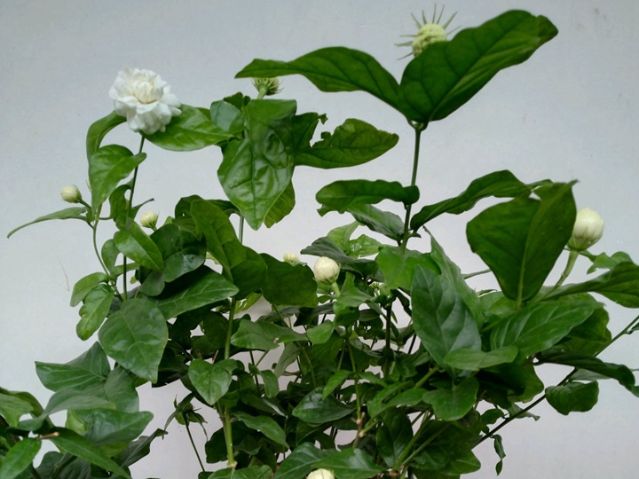 虎头茉莉的花期是什么时候 虎头茉莉的花期是什么时候