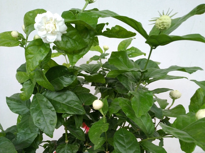 虎头茉莉的花期是什么时候 虎头茉莉的花期是什么时候