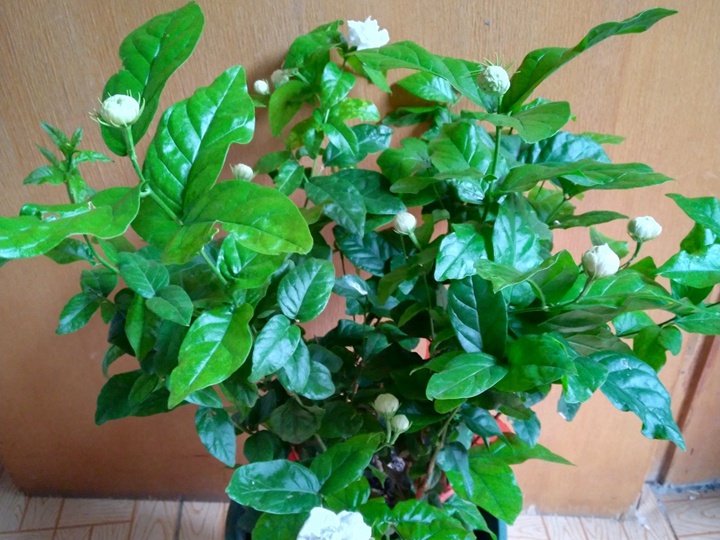 虎头茉莉的花期是什么时候 虎头茉莉的花期是什么时候