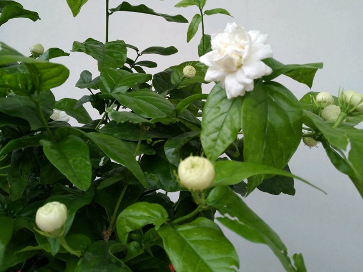 虎头茉莉 虎头茉莉