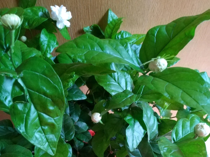 虎头茉莉 虎头茉莉