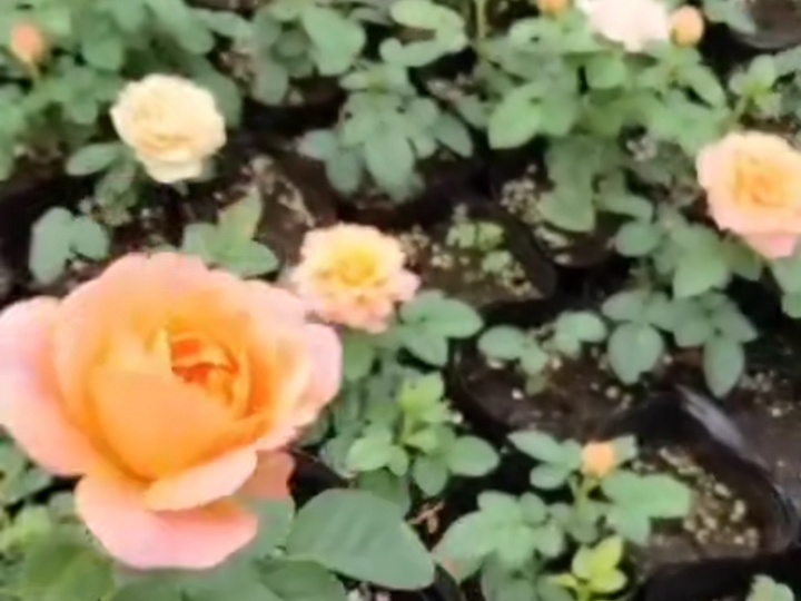 为什么苗圃的小苗花都不剪掉? 为什么苗圃的小苗花都不剪掉?