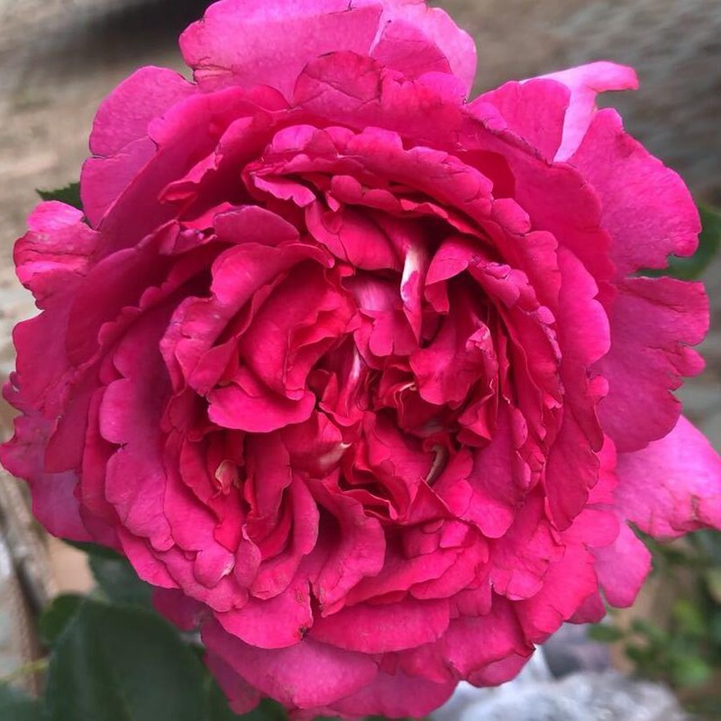伊芙风玛丽 伊芙风玛丽