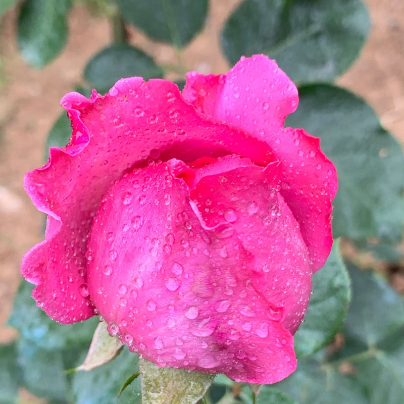 伊芙风玛丽 伊芙风玛丽