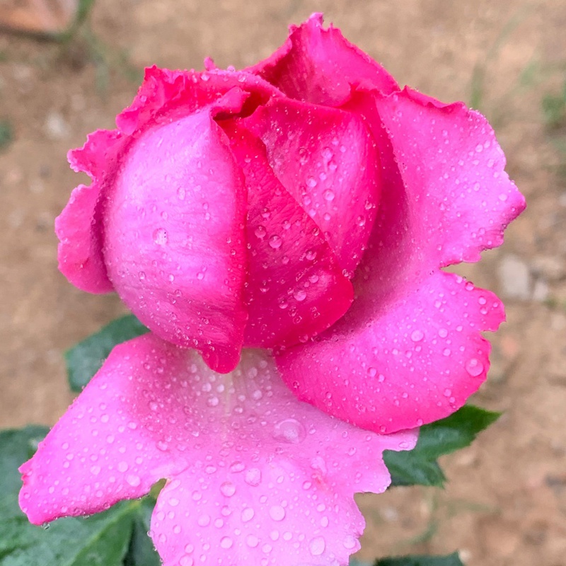 伊芙风玛丽 伊芙风玛丽