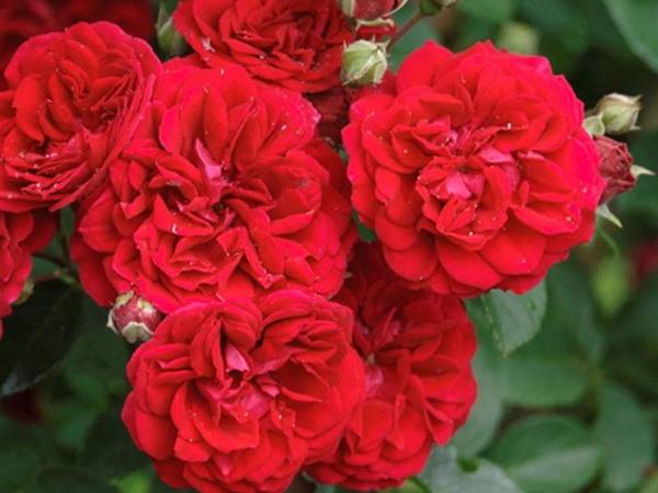 月季花容易生什么虫子 月季花容易生什么虫子