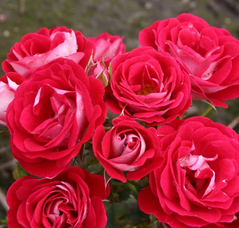 科拉松Corazon 科拉松Corazon