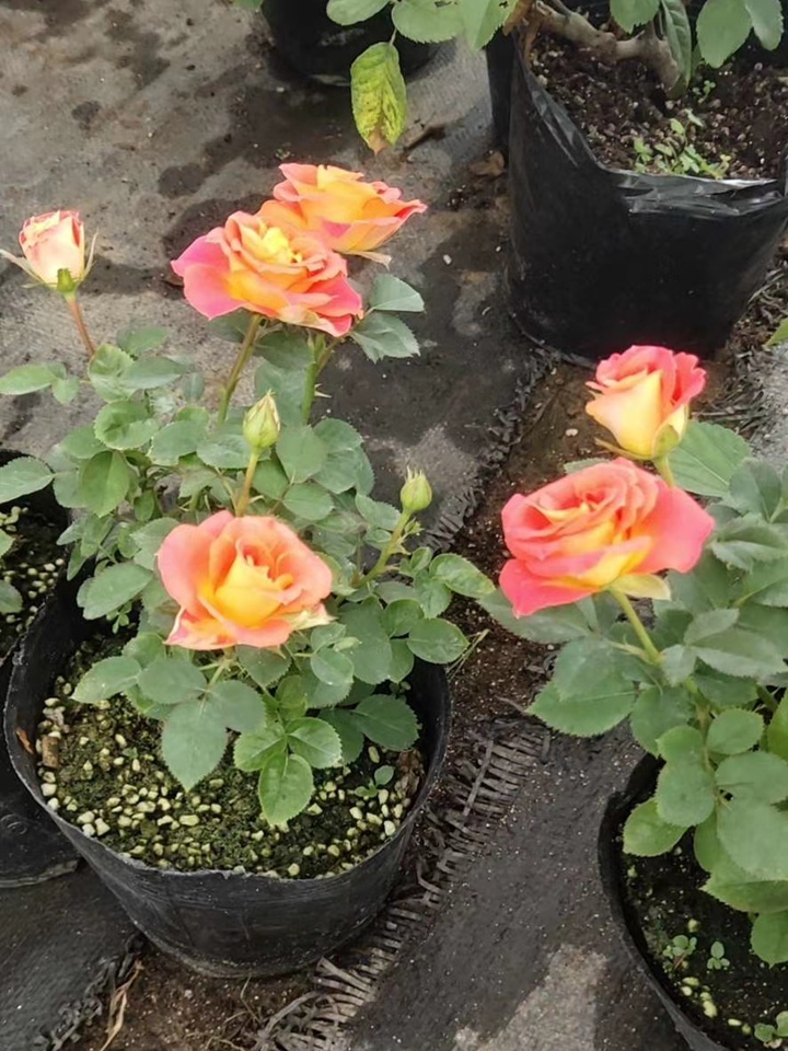 月季花幼苗怎样栽培 月季花幼苗怎样栽培