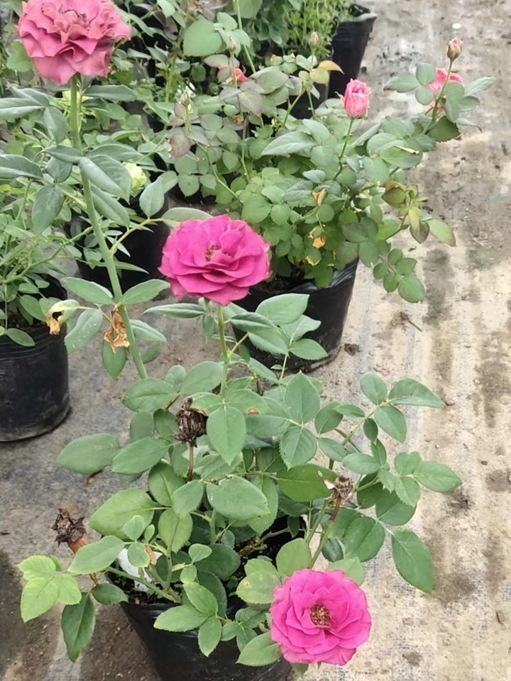 月季花幼苗怎样栽培 月季花幼苗怎样栽培