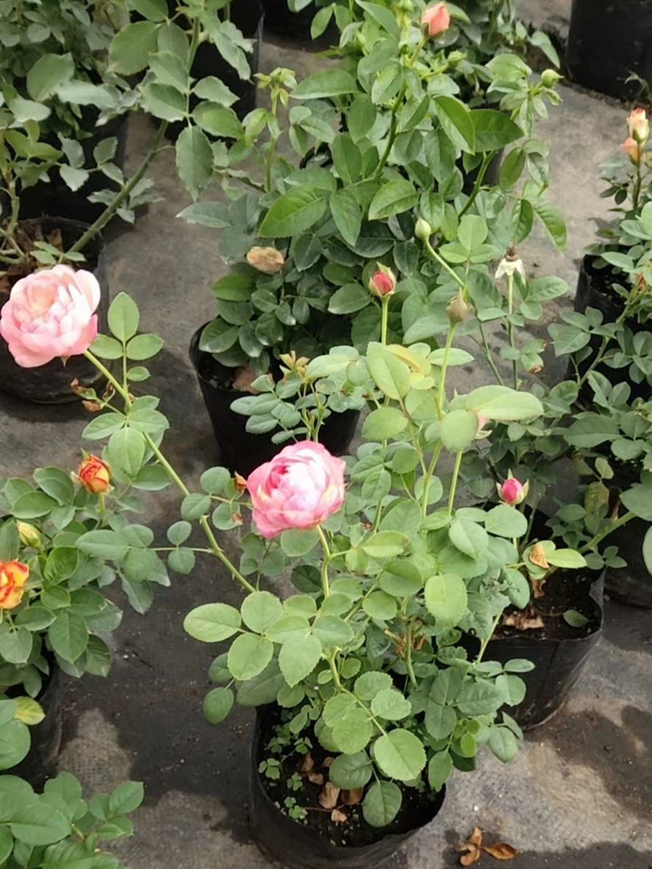 月季牙签苗何时能长粗 月季牙签苗何时能长粗