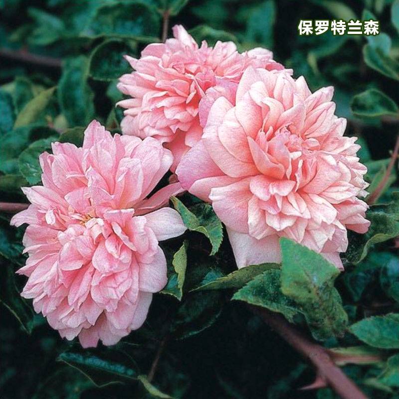 保罗特兰森 保罗特兰森