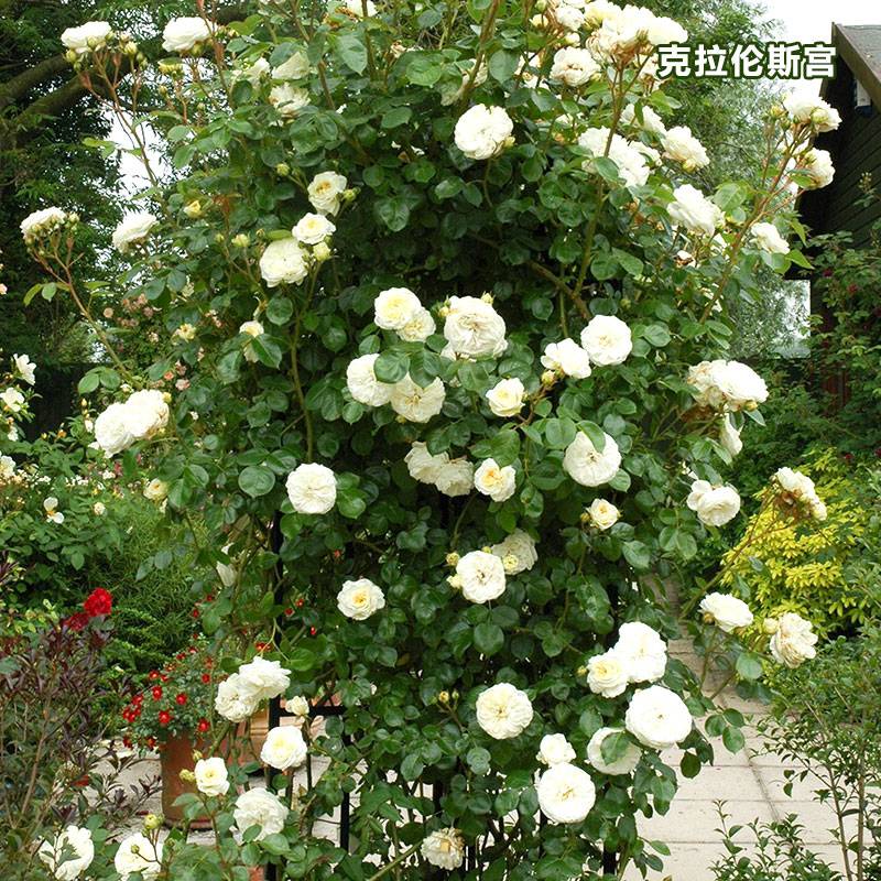 克拉伦斯宫 克拉伦斯宫