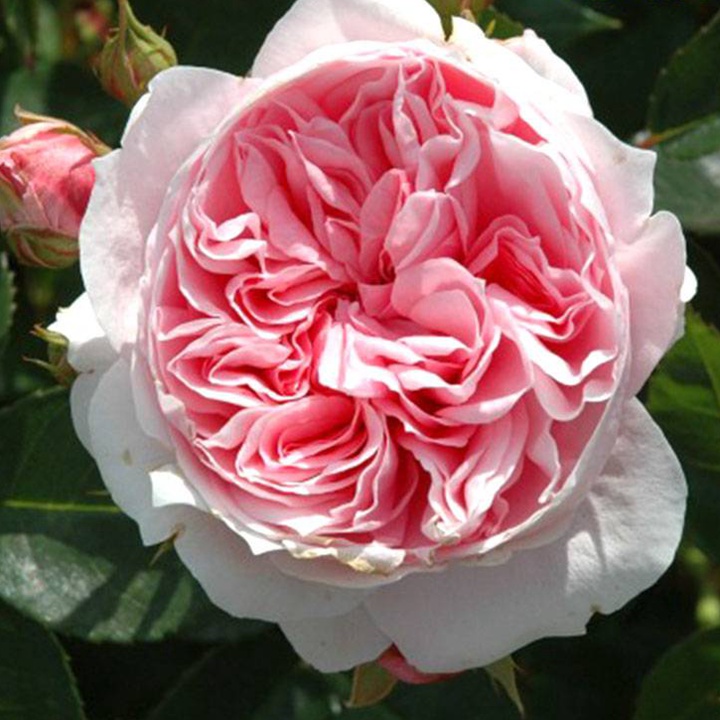 邓纳姆梅西 邓纳姆梅西Dunham Massey