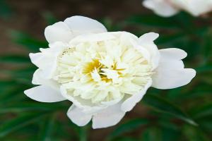粉色重瓣芍药品种大全