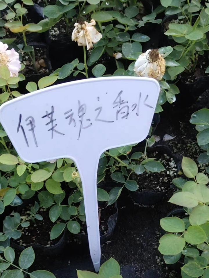 伊芙系列 伊芙系列