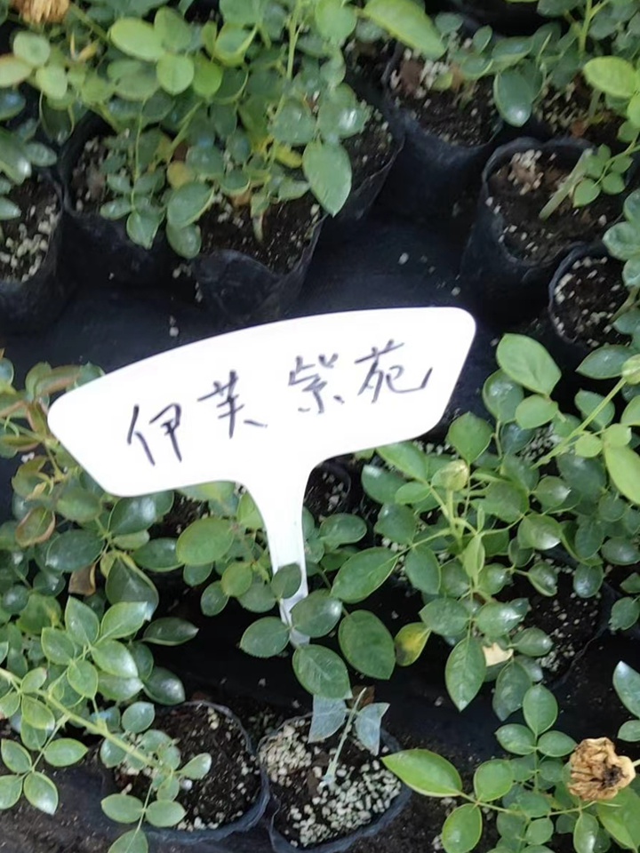 伊芙系列 伊芙系列