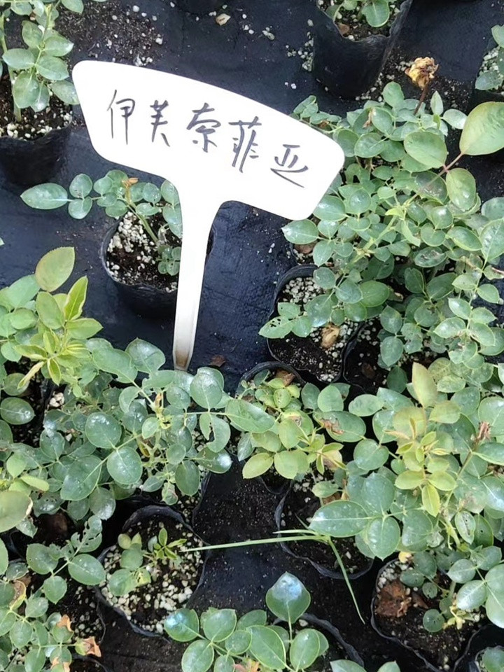 伊芙系列 伊芙系列