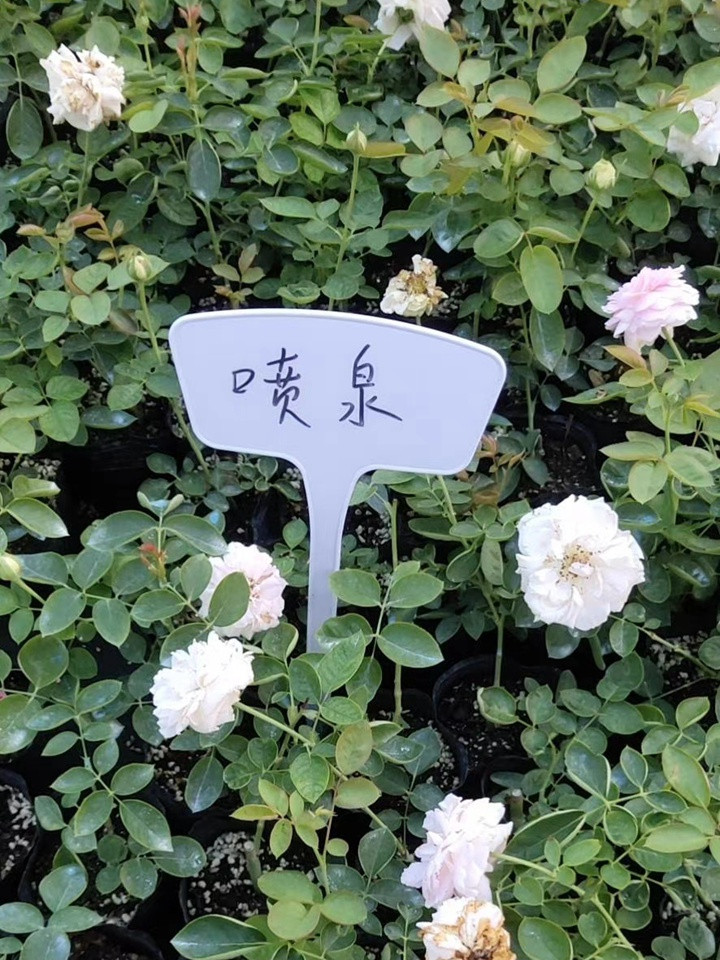 伊芙系列 伊芙系列