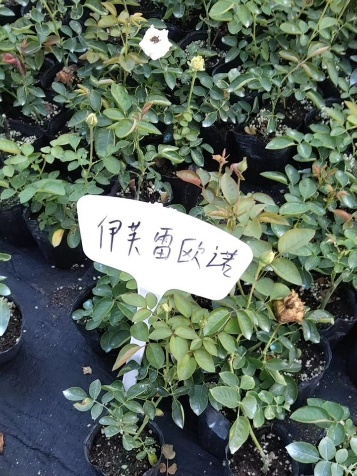 伊芙系列 伊芙系列