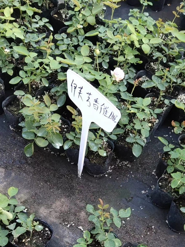 伊芙系列 伊芙系列