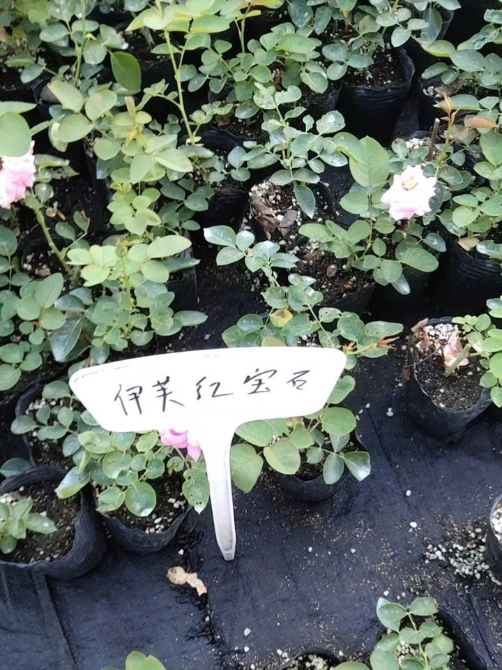 伊芙系列 伊芙系列