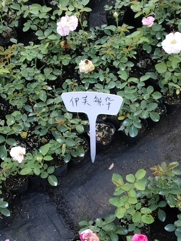 伊芙系列 伊芙系列