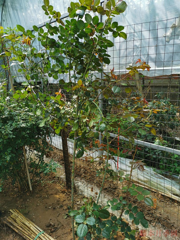 藤本月季可以做棒棒糖吗 藤本月季可以做棒棒糖吗