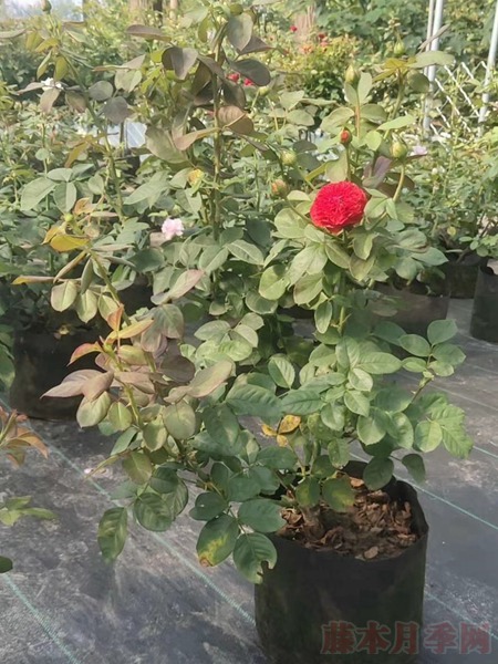 红苹果 红苹果