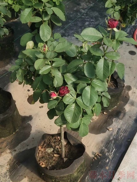 红色蕾丝 红色蕾丝