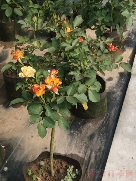 火焰 火焰