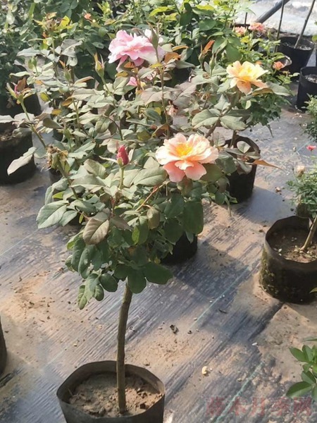 遥远的鼓声 遥远的鼓声