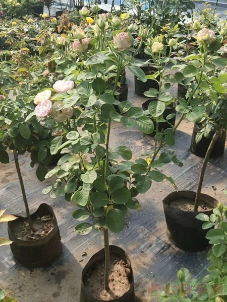 银蕾丝 银蕾丝
