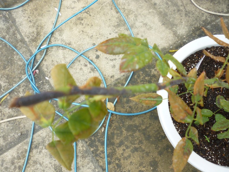 我家宋夏昔日病照 宋夏月季种植经典分享