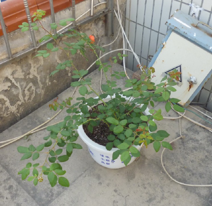 我家夏日之歌重新出落得亭亭玉立 宋夏月季种植经典分享