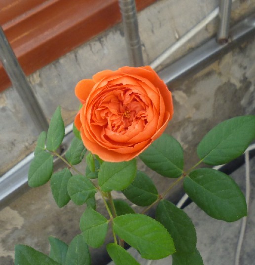我家夏日之歌初花 宋夏月季种植经典分享