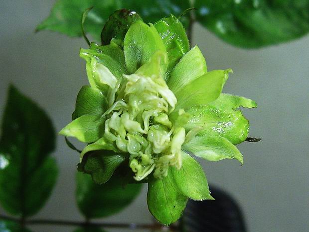 绿萼月季种植经验分享 绿萼月季种植经验分享