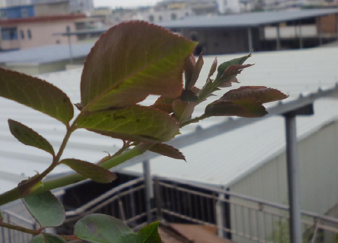 我家小伊甸园的花苞