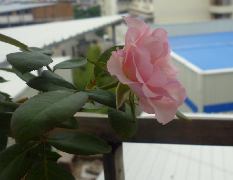 我家小伊甸园的初花,虽然是...长歪了....