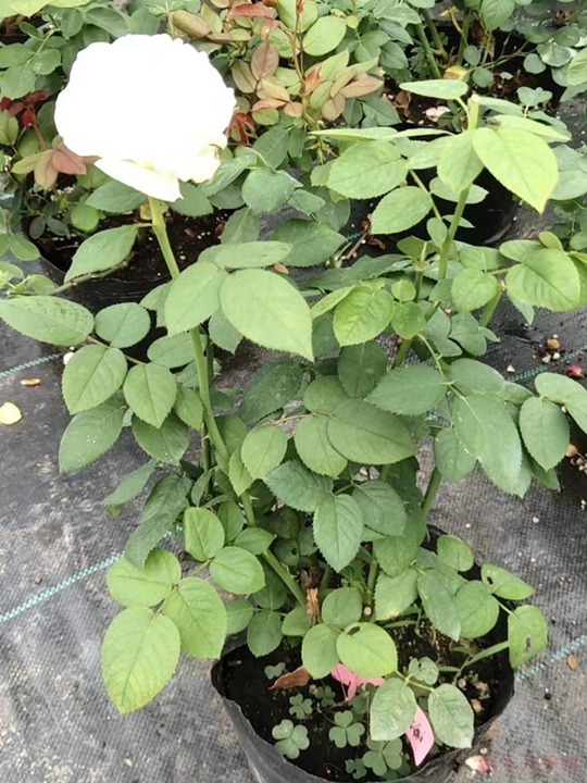 月季花有多少种品种 月季花有多少种品种