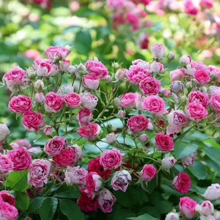 月季花有多少种品种 月季花有多少种品种