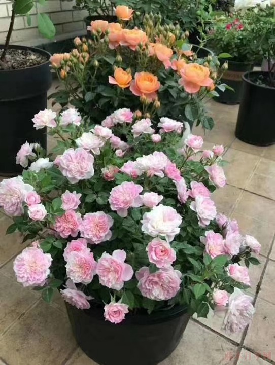家里养月季带刺的花好不好 家里养月季带刺的花好不好