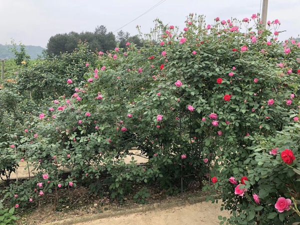 月季花的叶子发黄干枯怎么办 月季花的叶子发黄干枯怎么办