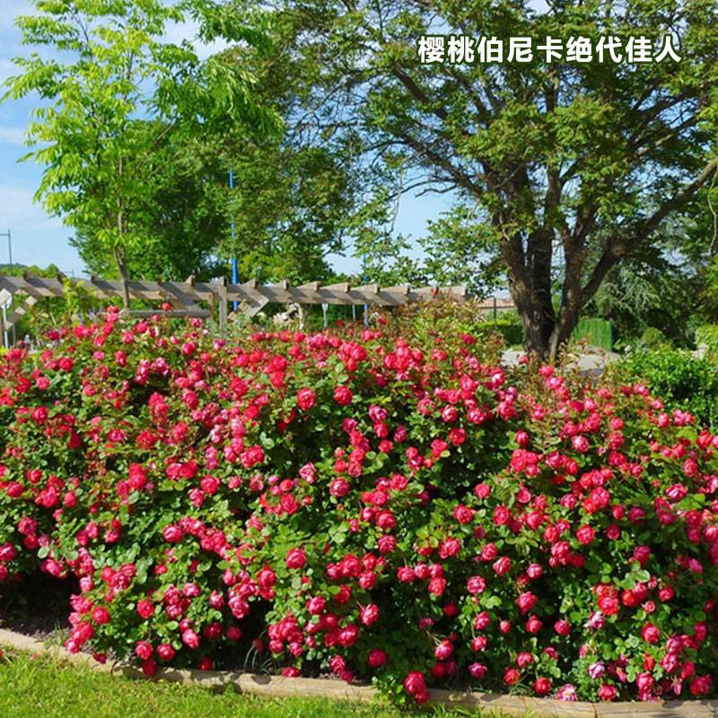 樱桃伯尼卡 樱桃伯尼卡 Cherry Bonica